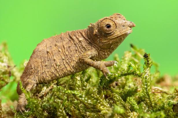 NACHWUCHS BEI NGURU-ZWERGCHAMÄLEONS in Schönbrunn