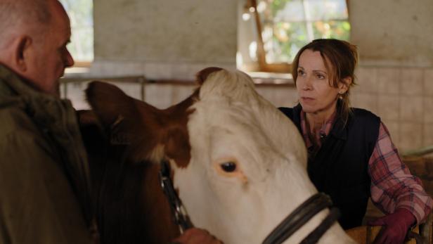 Eine Frau und ein Mann stehen in einem Stall bei einer braun-weißen Kuh und unterhalten sich ernst.