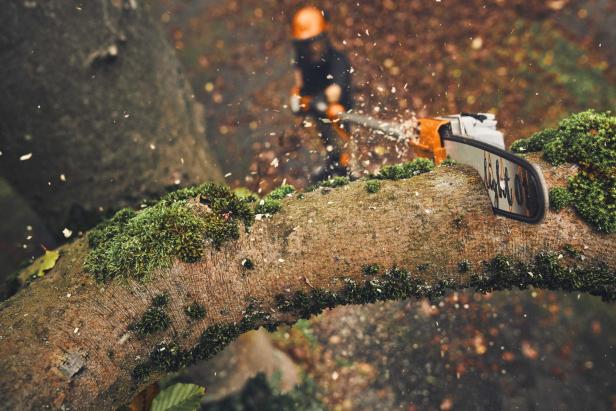 Eine Person mit Helm sägt einen moosbewachsenen Ast mit einer Kettensäge.