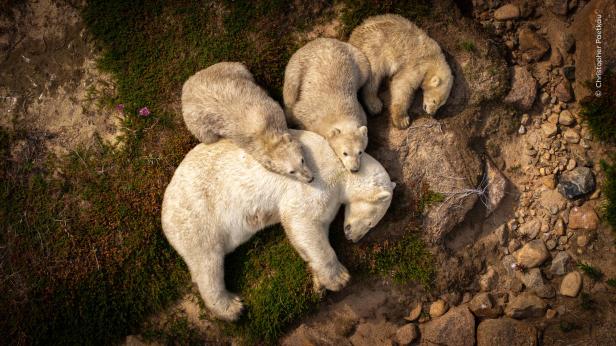 Wildlife Photographer of the Year 2026 Family Rest