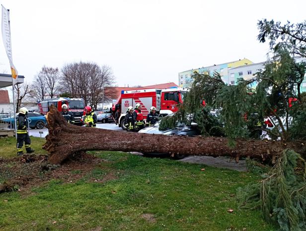Umgestürzte Bäume im Burgenland