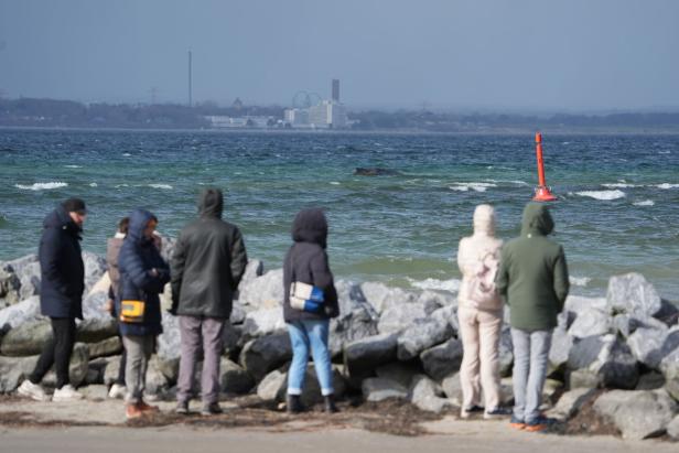 Wal an der Ostseeküste gestrandet