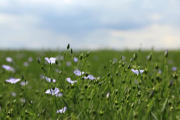 Closeup view of beautiful blooming flax field