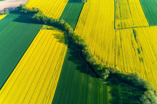 Ein grünes und gelbes Feld 