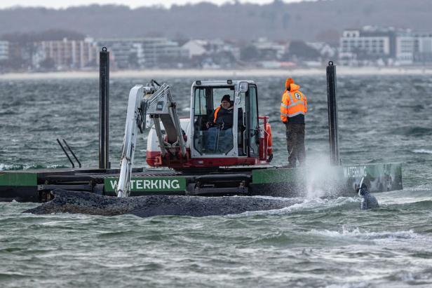 Gestrandeter Buckelwal in Deutschland - endlich befreit, aber noch nicht in Sicherheit