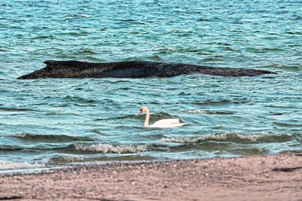 Gestrandeter Buckelwal in Deutschland - endlich befreit, aber noch nicht in Sicherheit