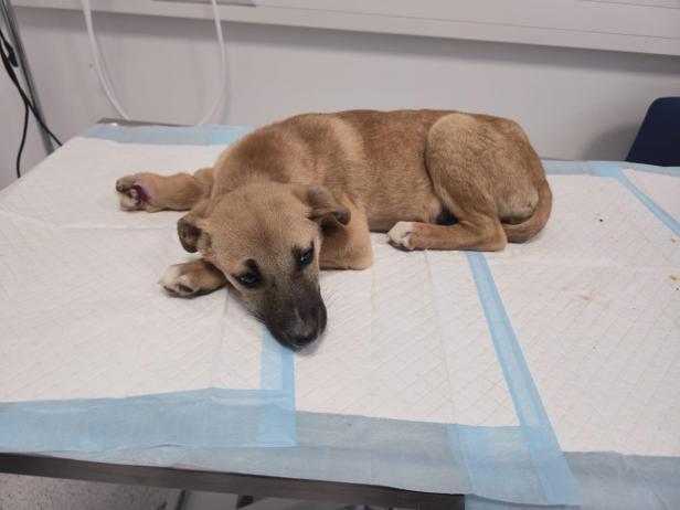 Die schwer verletzte Hündin Mila im "TierQuarTier" Wien.