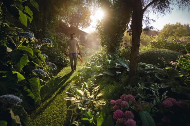 Ein Mann geht bei Sonnenaufgang durch einen üppigen Garten und trägt eine STIHL-Akku-Heckenschere, umgeben von blühenden Pflanzen und Sträuchern.