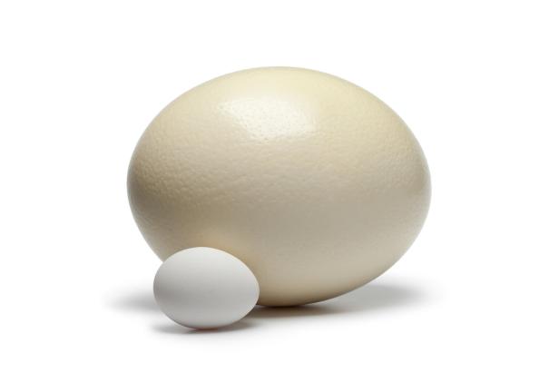 Ostrich and chicken egg