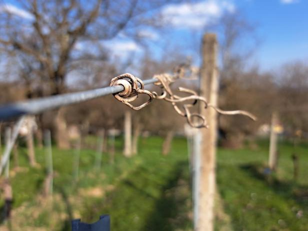 Ein Drahtseil mit Ranken windet sich um einen Pfosten im Weinberg.