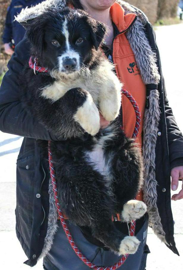 Tierrettung Kärnten