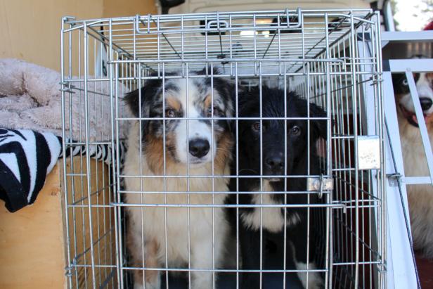 Tierrettung Kärnten