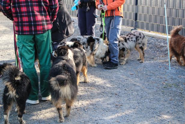 Tierrettung Kärnten