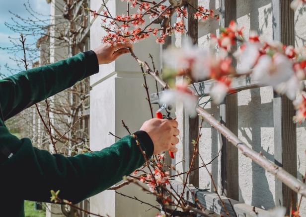 Hände schneiden blühende Zweige mit einer Gartenschere an einem Spalier im Frühling.