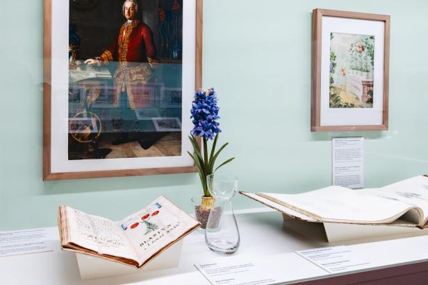 Gemälde, botanische Zeichnung, aufgeschlagene Bücher und eine Hyazinthe in einer Vitrine.