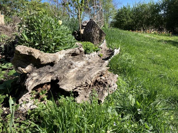 Großer Baumstumpf auf Graswiese.