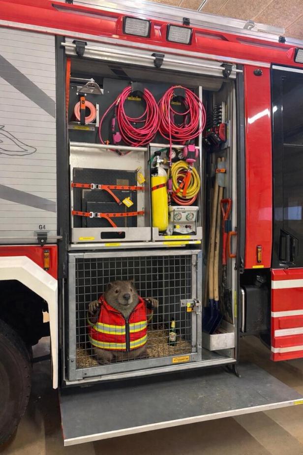In einem Feuerwehrwagen sitzt ein Murmeltier mit Warnweste in einem Käfig.