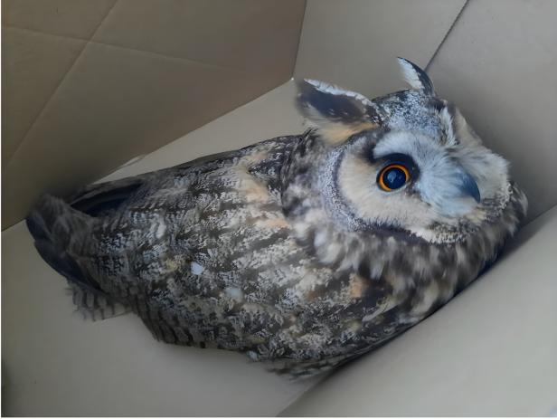 Eine Eule mit auffälligen orangefarbenen Augen sitzt in einer Ecke eines Kartons.