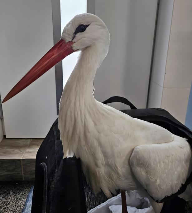 Ein Weißstorch sitzt in einer Transportbox in einem Innenraum.