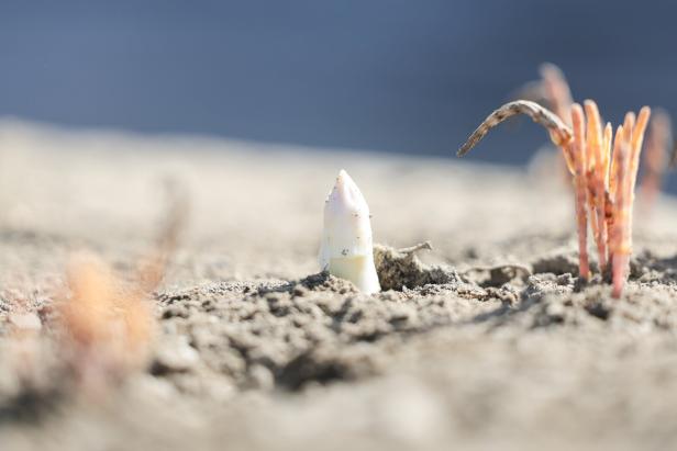 Spring asparagus harvest begins in Germany