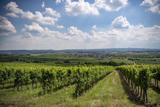 Weingärten mit Blick auf Göttlesbrunn bei Sonnenschein und blauem, wolkigen Himmel