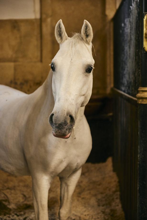 Ein weißes Pferd steht mit aufgerichteten Ohren in seiner Box.