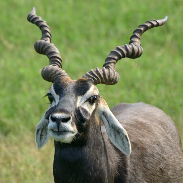 krishna mrigam or blackbuck, Antilope cervicapra, close up