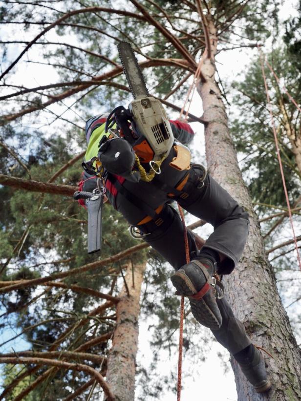 Eine Person mit Kletterausrüstung und Motorsäge arbeitet gesichert in einem hohen Baum.