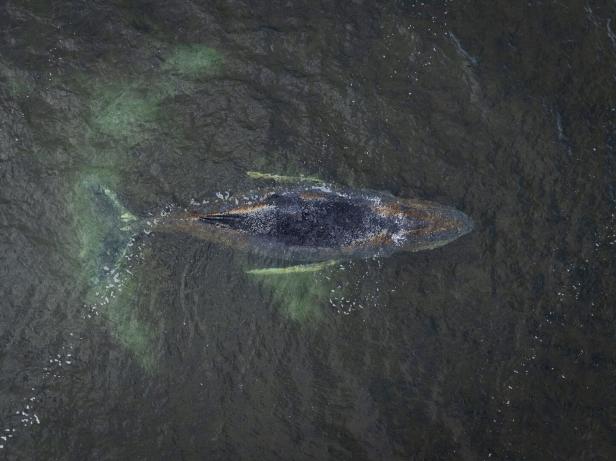 Buckelwal liegt weiter in Wismarbucht