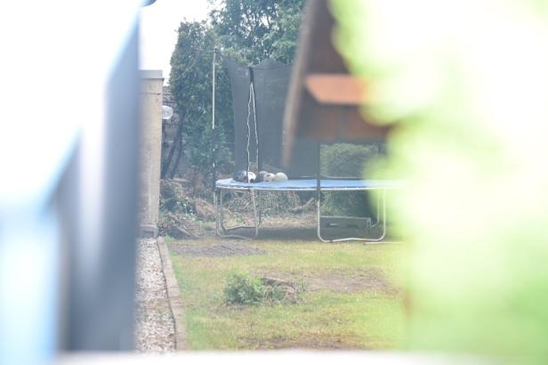 47-Jähriger soll seine Ehefrau in Sooß in NÖ getötet haben