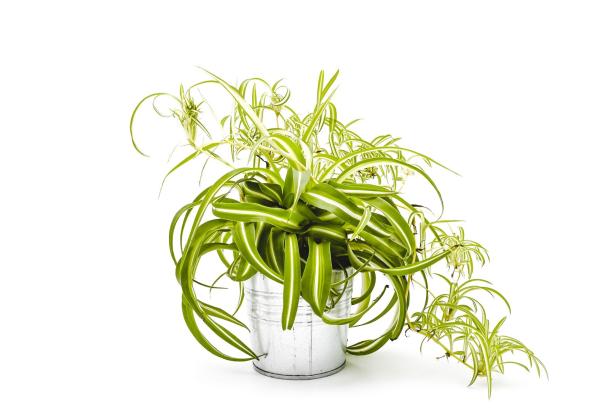 chlorophytum comosum atlantic