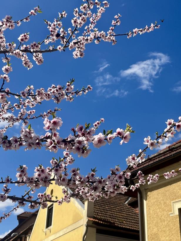 Zweige mit rosa Blüten vor blauem Himmel und gelben Hausdächern im Hintergrund.