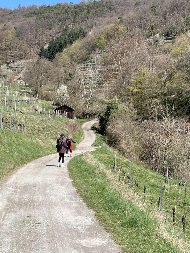Zwei Personen wandern auf einem kurvigen Weg durch eine hügelige, teils bewaldete Landschaft mit Weinreben.