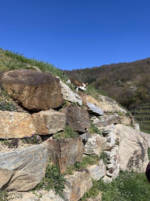Eine Katze läuft auf einer mit Gras bewachsenen Steinmauer vor einem bewaldeten Hügel unter klarem, blauem Himmel.