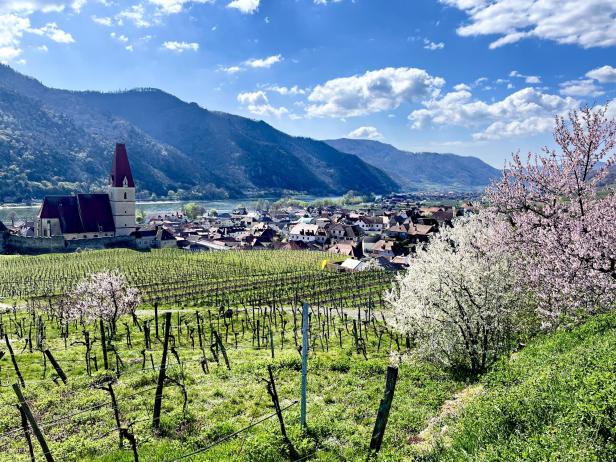 Ein Dorf mit Kirche liegt zwischen blühenden Bäumen, Weinbergen und Bergen unter blauem Himmel mit Wolken.