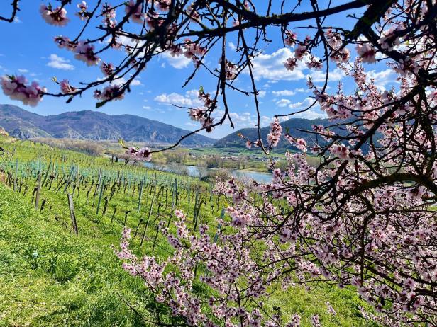 Blühende Obstbaumzweige im Vordergrund, dahinter ein grüner Weinberg mit Fluss und Bergen unter blauem Himmel.
