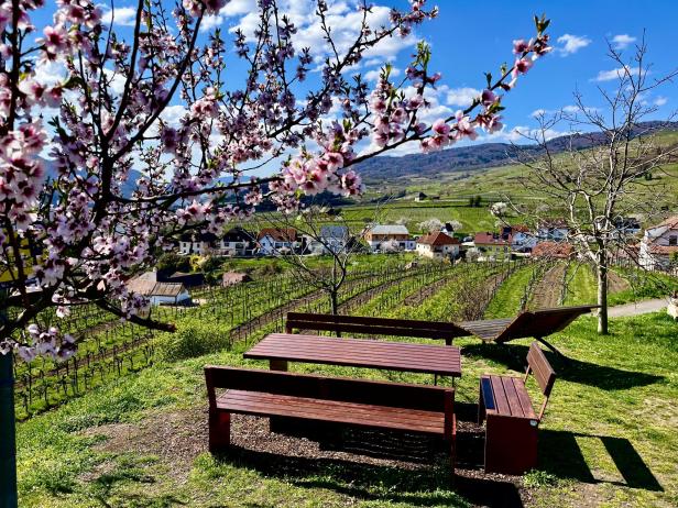 Holzbänke und Tische stehen unter blühenden Bäumen mit Blick auf Weinberge und ein Dorf in hügeliger Landschaft.