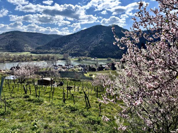 Blühende Obstbäume und Weinreben vor einem Fluss, mit Bergen und einem Dorf im Hintergrund unter teils bewölktem Himmel.