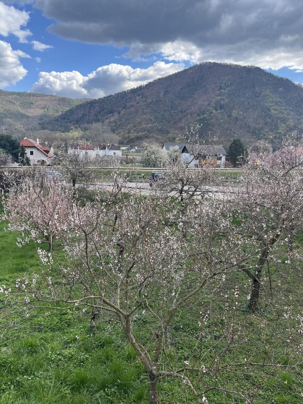 Blühende Obstbäume auf einer Wiese, im Hintergrund Häuser und ein bewaldeter Hügel unter teils bewölktem Himmel.