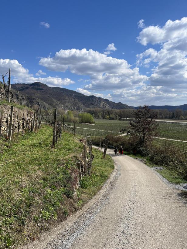 Ein schmaler Weg führt durch eine hügelige Weinlandschaft mit zwei Spaziergängern, im Hintergrund Berge und ein teils bewölkter Himmel.
