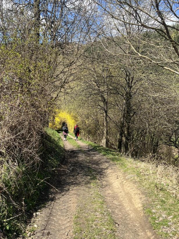 Zwei Personen wandern auf einem Waldweg, umgeben von kahlen Bäumen und gelb blühenden Sträuchern.