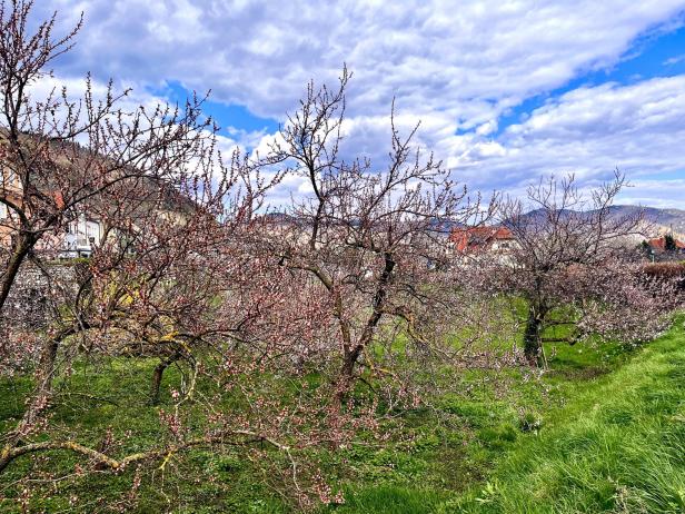 Mehrere blühende Obstbäume stehen auf einer grünen Wiese, im Hintergrund sind Hügel und Häuser zu sehen.