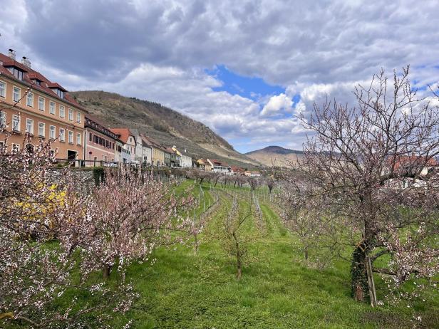 Blühende Obstbäume auf einer grünen Wiese vor bunten Häusern und Hügeln unter teils bewölktem Himmel.