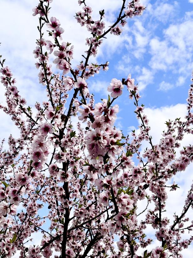 Zweige mit zahlreichen rosa Blüten vor einem blauen Himmel mit weißen Wolken.