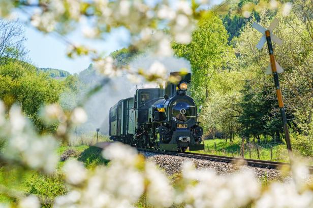 Dampflok Mh.6 der Mariazellerbahn fährt im Frühling durch blühende Landschaft.