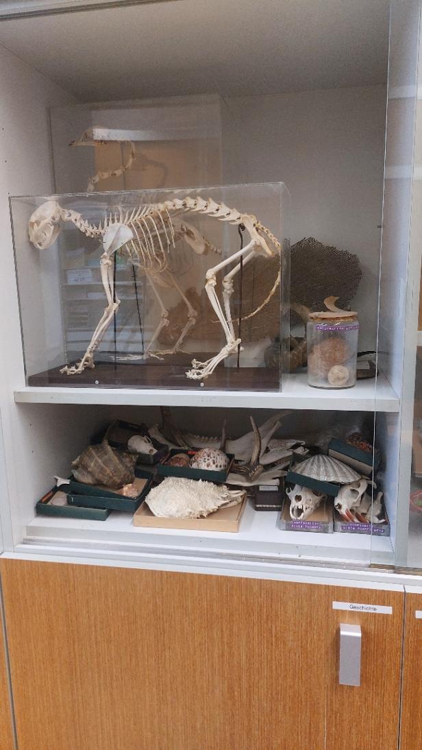 Ein Katzenskelet in einem Schaukasten, darunter sind mehrere Muscheln und weitere Exponate zu sehen.