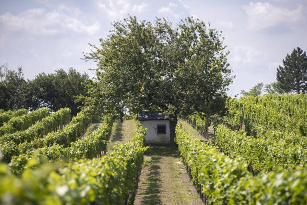 Stammersdorfer Kellergasse und Weinberge