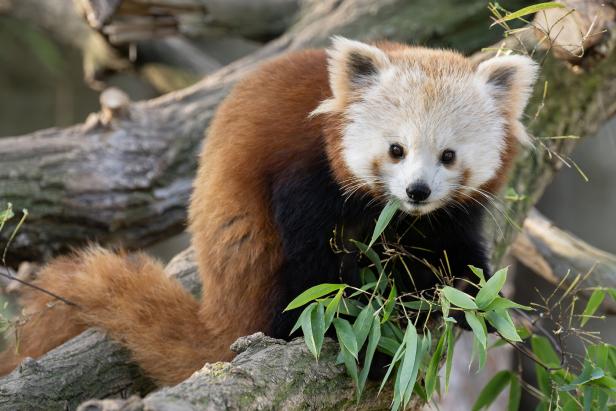Ein roter Panda sitzt auf einem Ast und frisst grüne Bambusblätter.