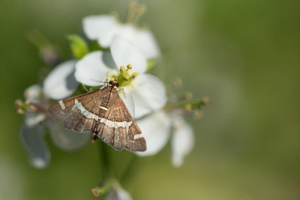 A small butterfly (pyralidae), sitting on a white meadow flower in summer. The background is green with space for text.