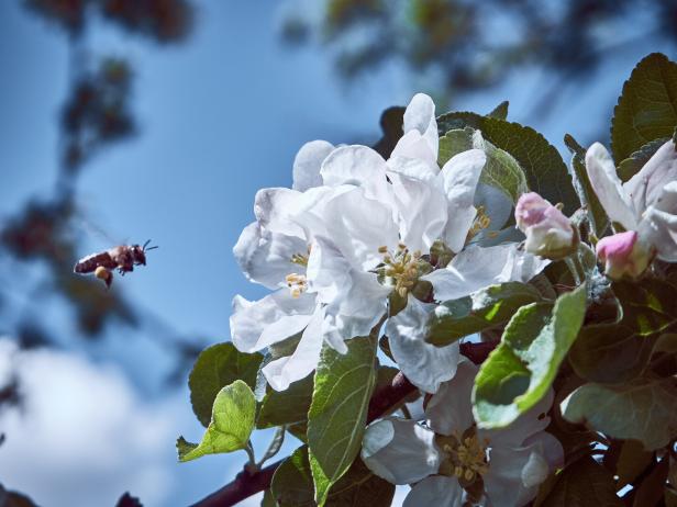 Flowering Apple tree in may.